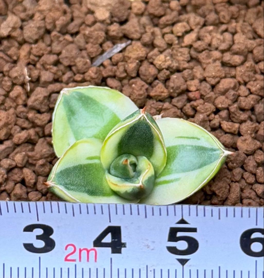 アガベ　ピンキー　黄覆輪