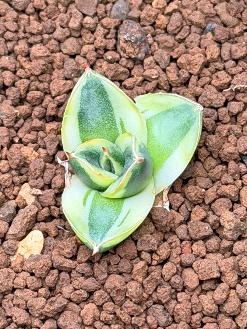 アガベ　ピンキー　黄覆輪