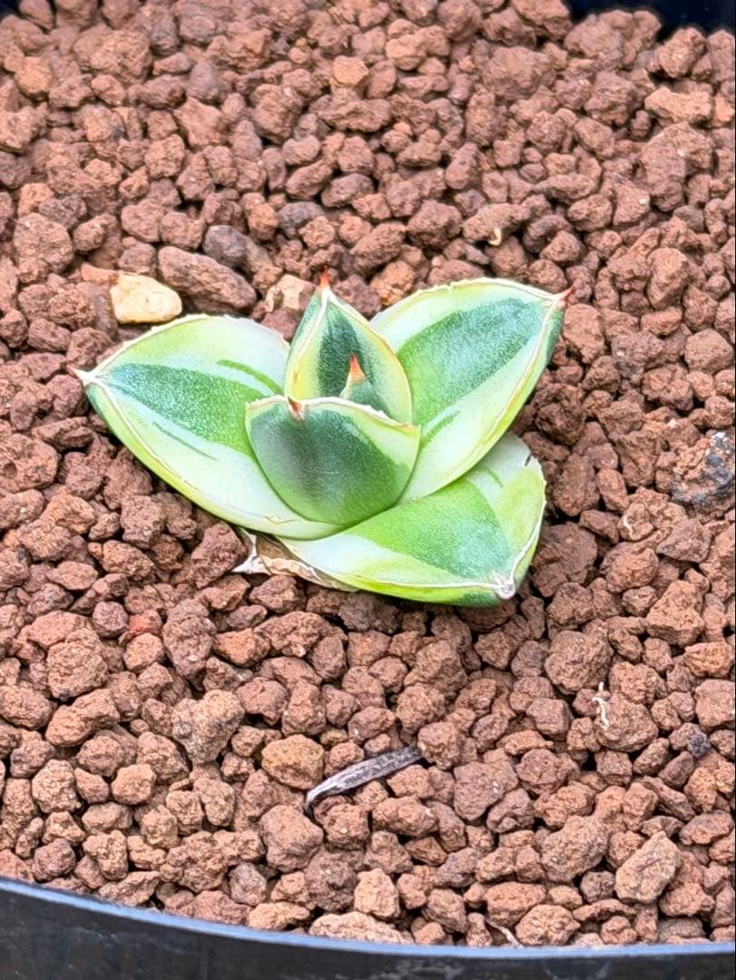 アガベ　ピンキー　黄覆輪