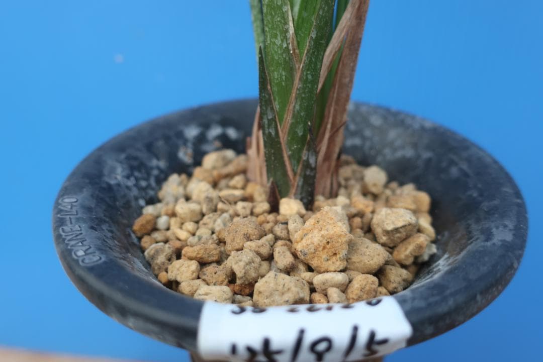 寒蘭-26120-5H4　38　土佐茜雲×力王