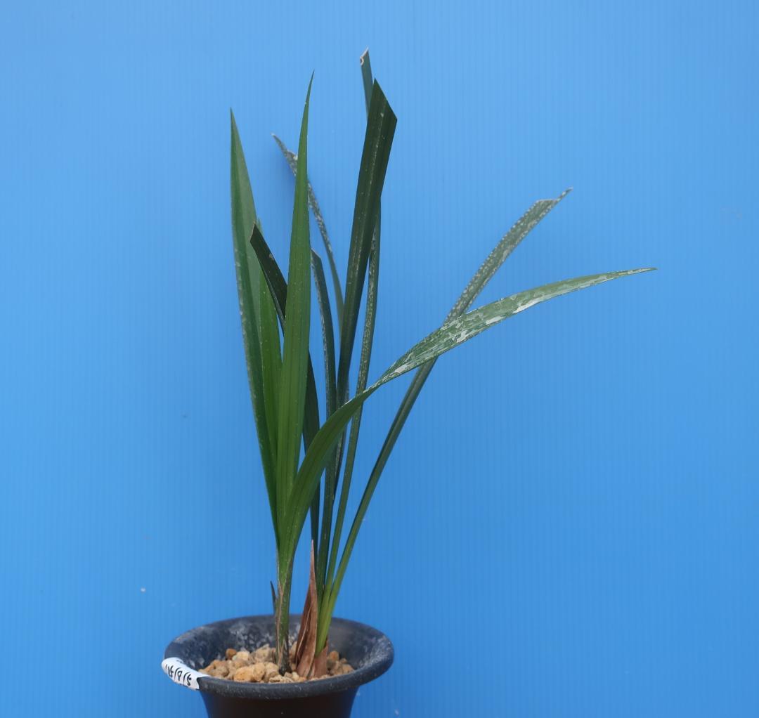 寒蘭-26120-5H4　38　土佐茜雲×力王