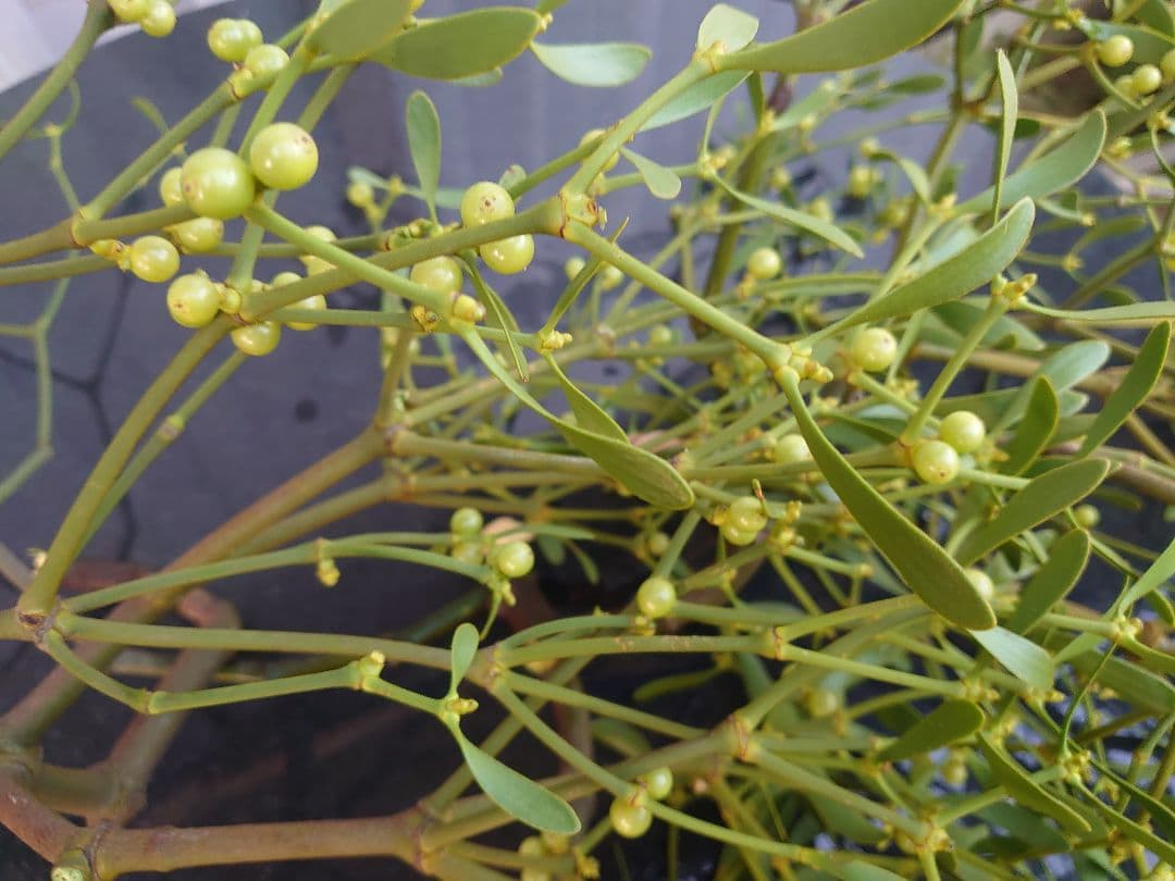 けろっぐちゃん専用ヤドリギ