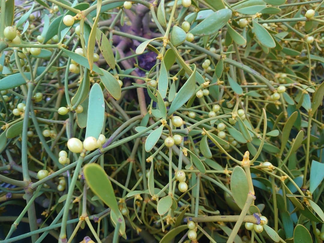 けろっぐちゃん専用ヤドリギ