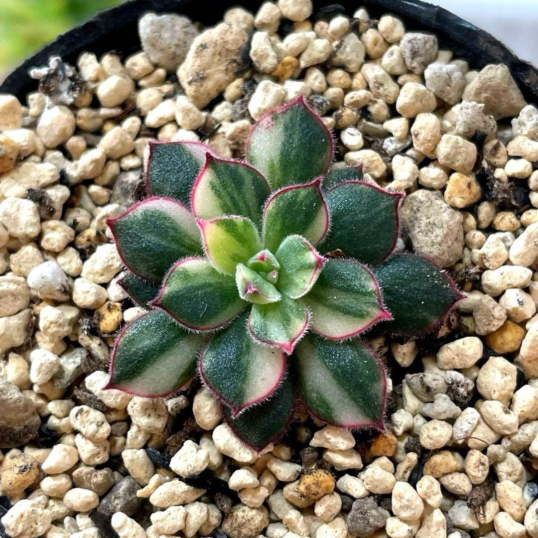 ＊もも＊様 リクエスト 2点 まとめ商品