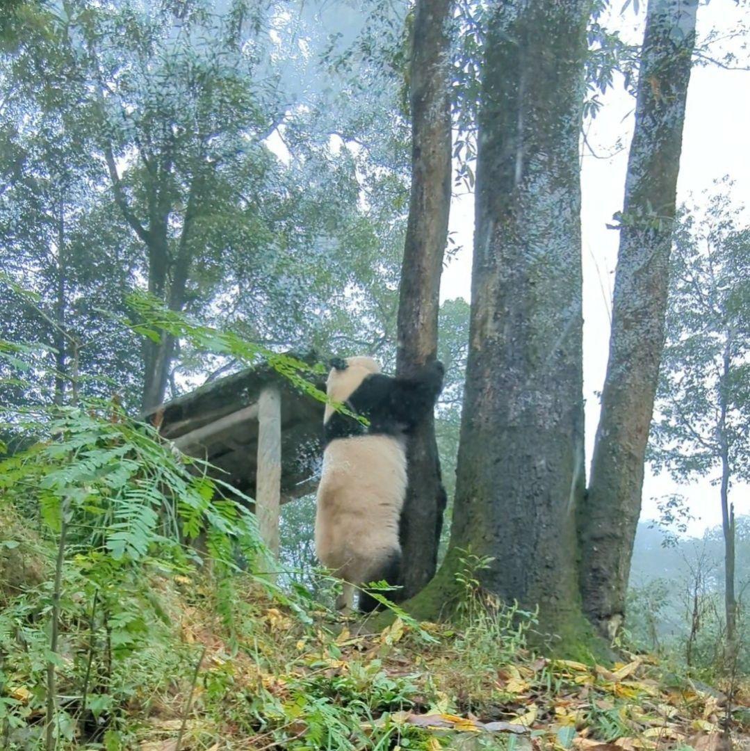 【11/16発売予定】るんるんふわふわシャンタシャン♡リバーシブルワンピース