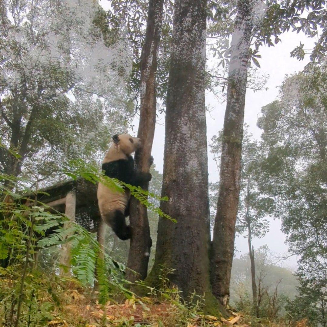 【11/16発売予定】るんるんふわふわシャンタシャン♡リバーシブルワンピース