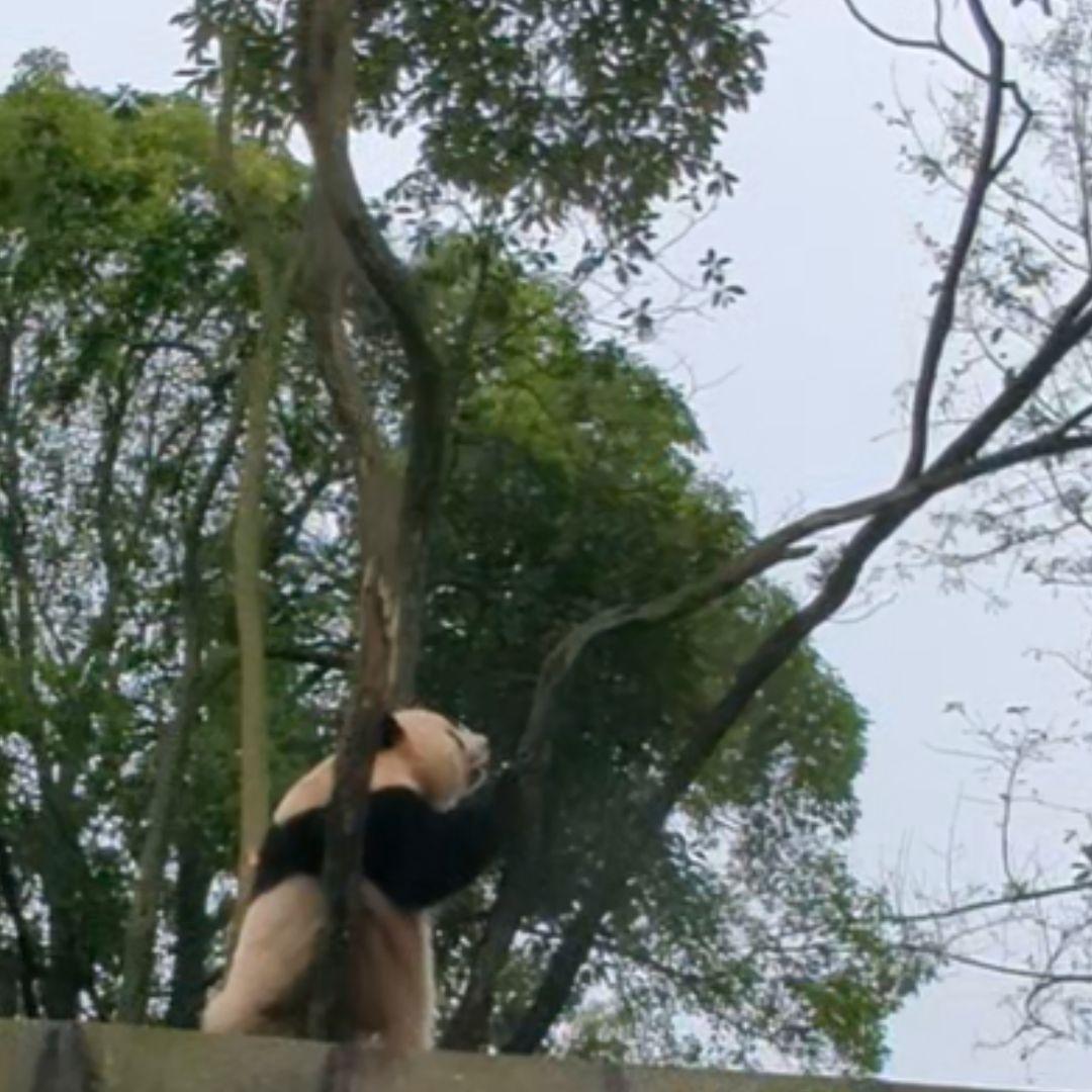 【11/16発売予定】るんるんふわふわシャンタシャン♡リバーシブルワンピース