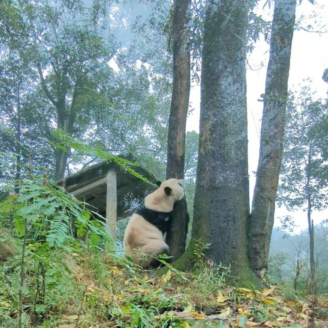 【11/16発売予定】るんるんふわふわシャンタシャン♡リバーシブルワンピース