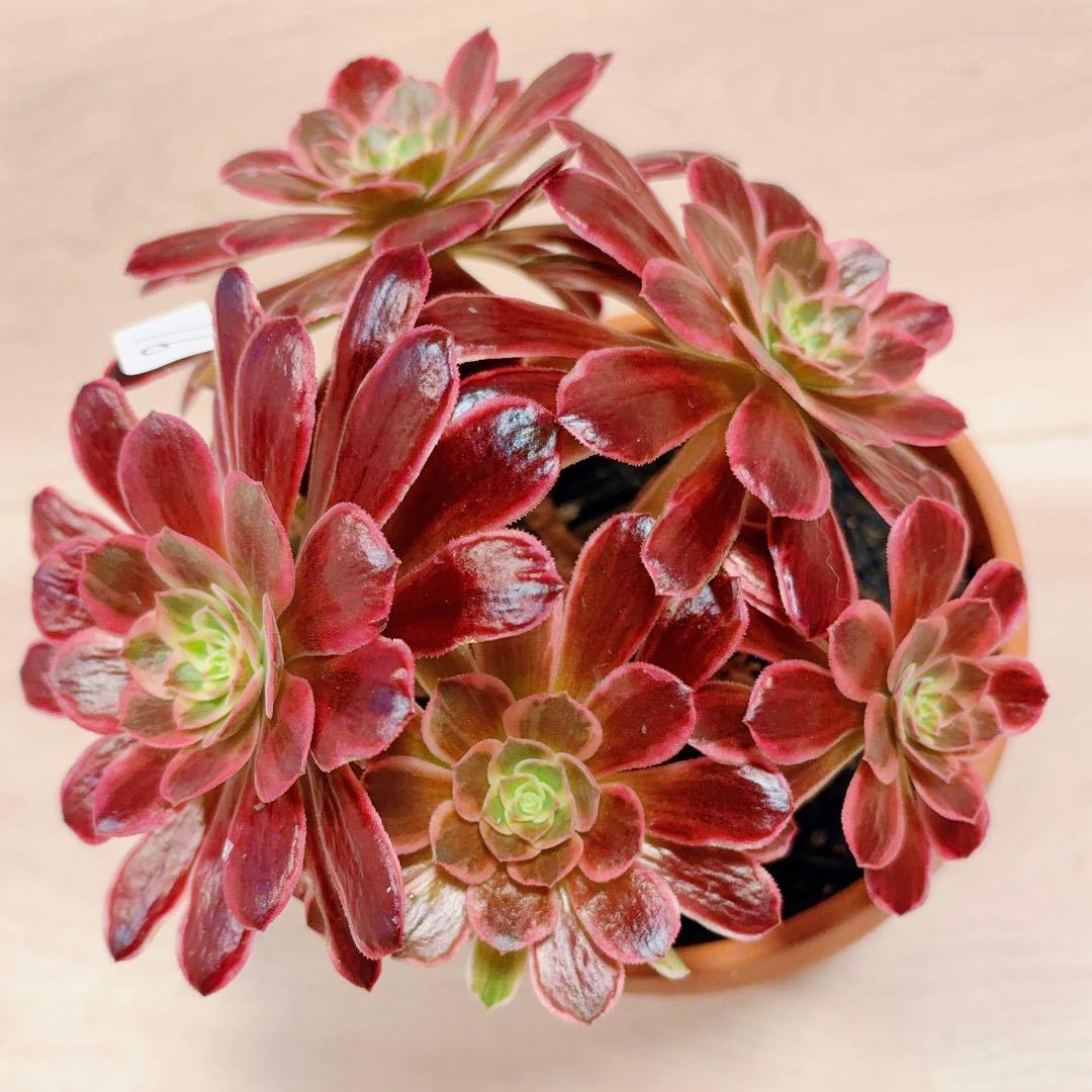 91#多肉植物アエオニウム錦❤️ 白ウエディングドレス ❤️6頭20cm拔き苗