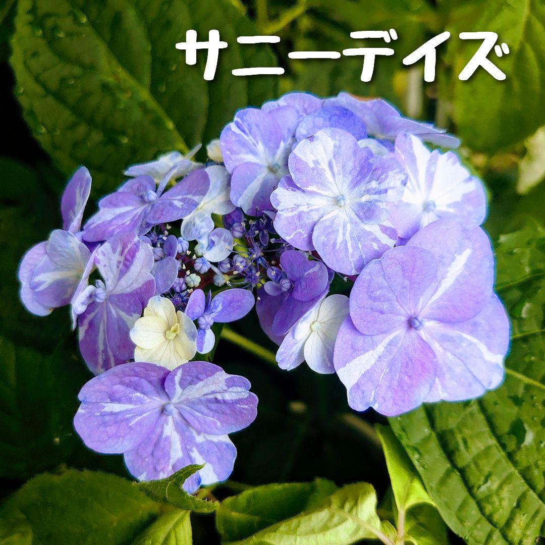 ノブコ様 リクエスト 5点 まとめ商品