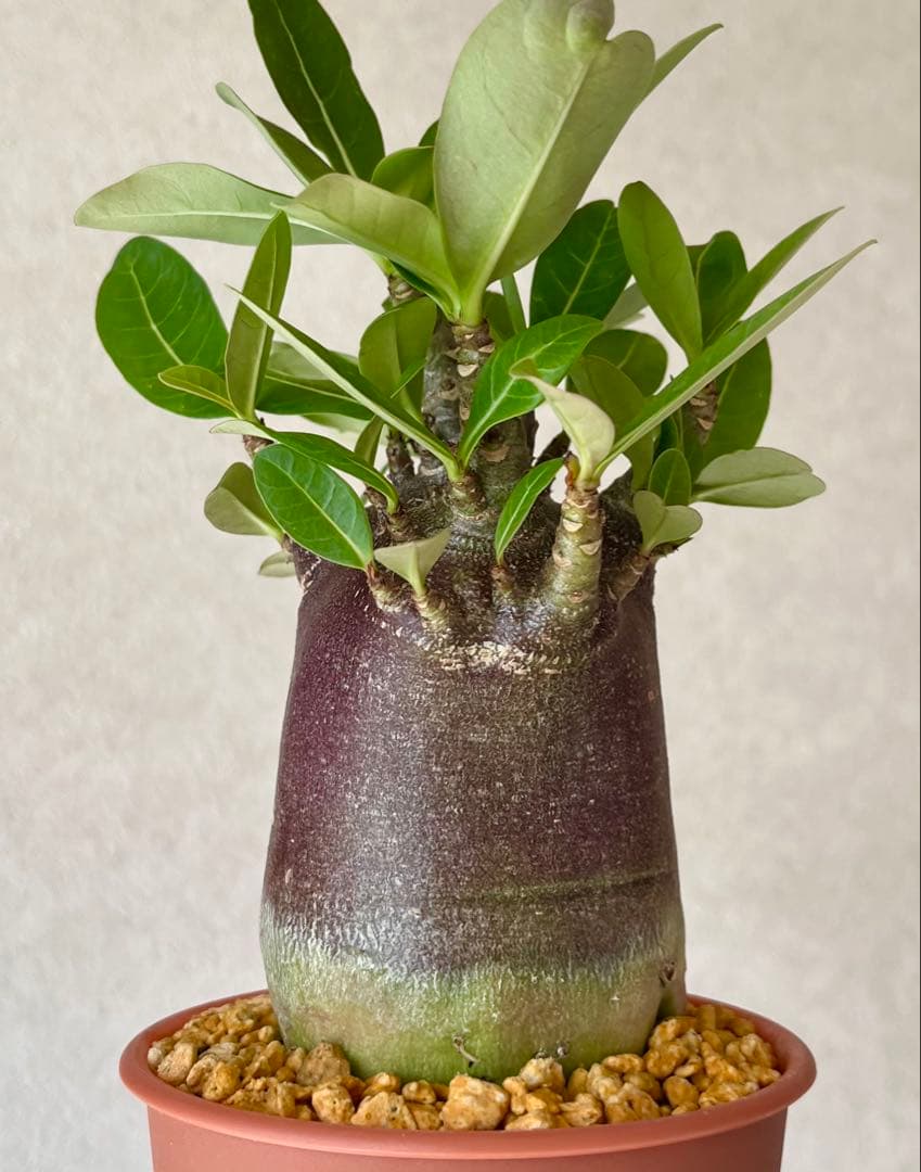 【激レア/ブラックスキン/極太/ドワーフ 】アデニウム カピ 鉢植えA-12