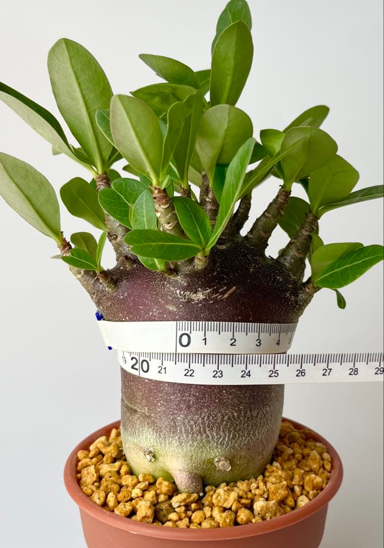 【激レア/ブラックスキン/極太/ドワーフ 】アデニウム カピ 鉢植えA-12