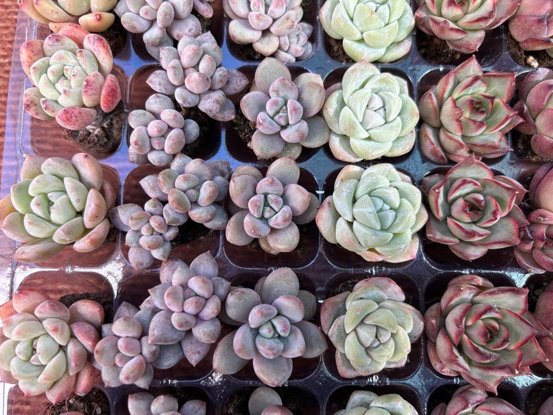 多肉植物 プラグ苗 10種類70個セット ⑨ エケベリア 韓国苗 【お手入れ済】