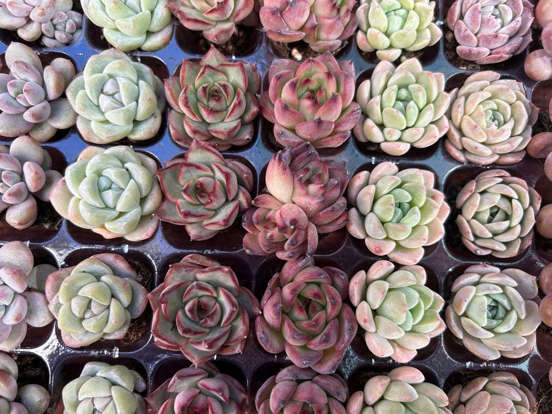 多肉植物 プラグ苗 10種類70個セット ⑨ エケベリア 韓国苗 【お手入れ済】