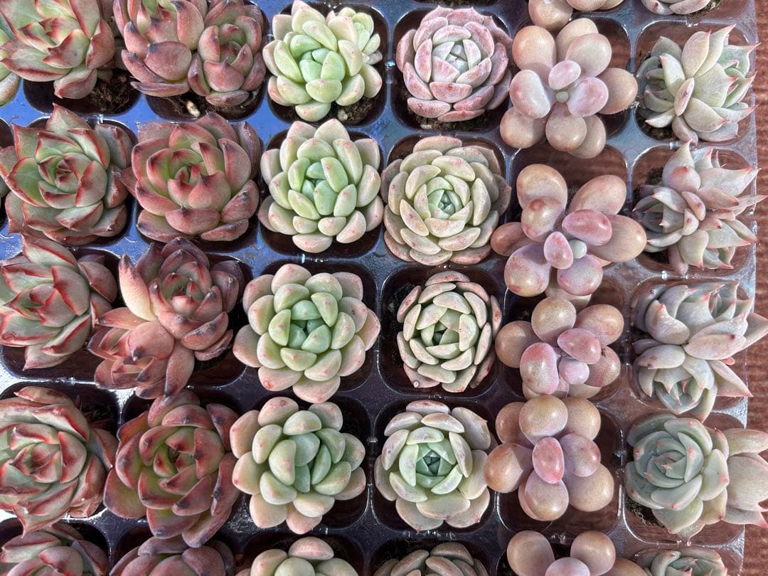 多肉植物 プラグ苗 10種類70個セット ⑨ エケベリア 韓国苗 【お手入れ済】