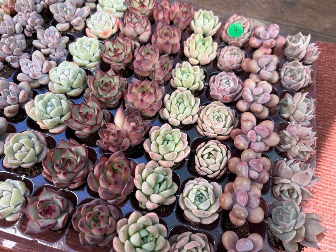 多肉植物 プラグ苗 10種類70個セット ⑨ エケベリア 韓国苗 【お手入れ済】
