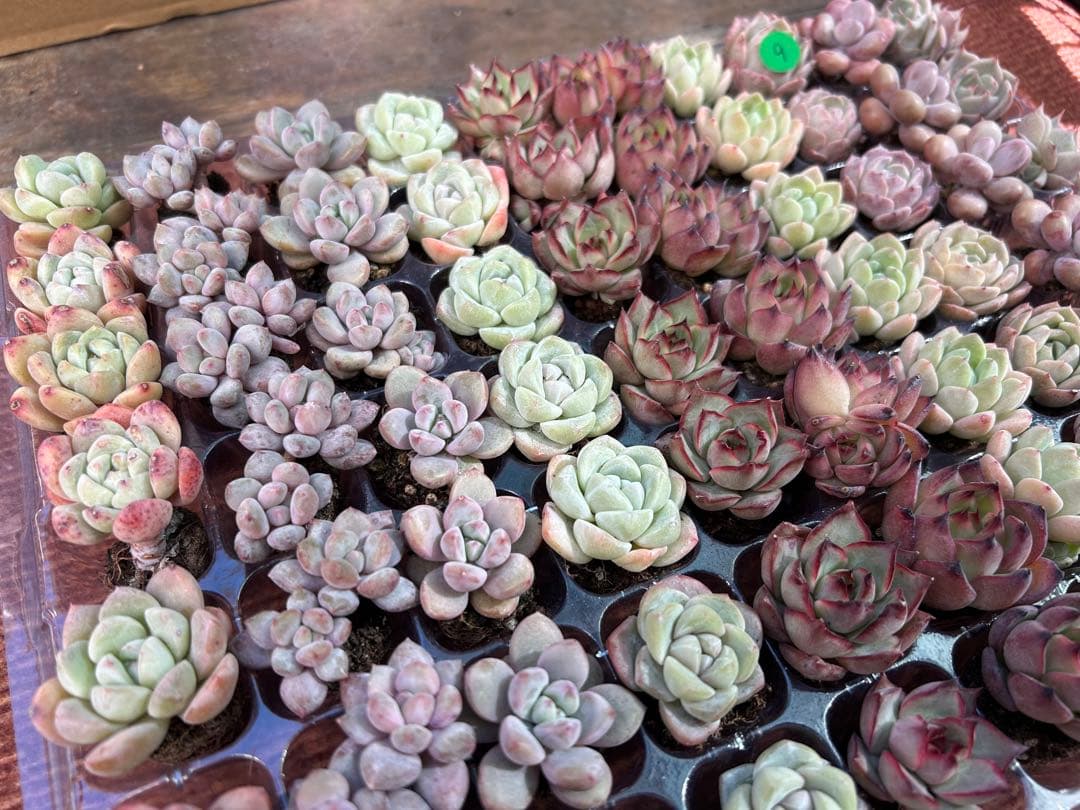 多肉植物 プラグ苗 10種類70個セット ⑨ エケベリア 韓国苗 【お手入れ済】