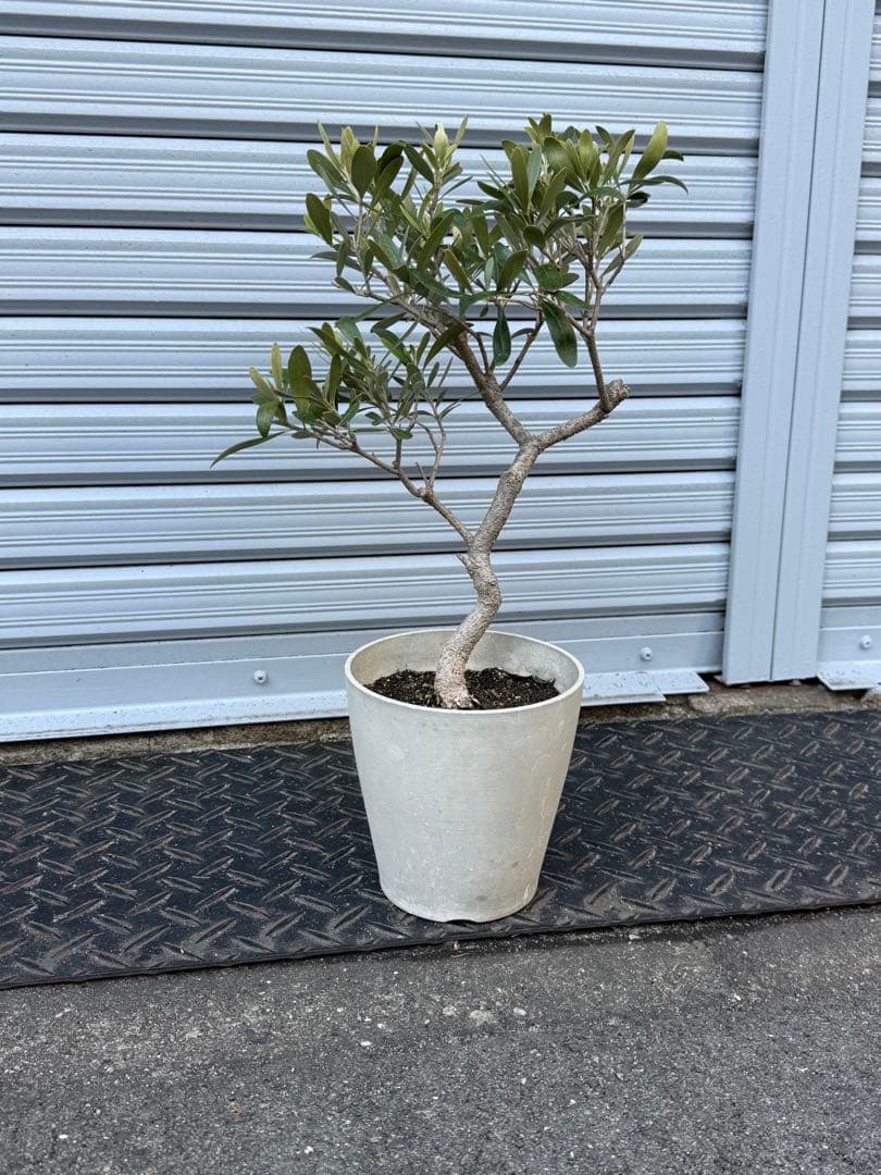 hオリーブの木