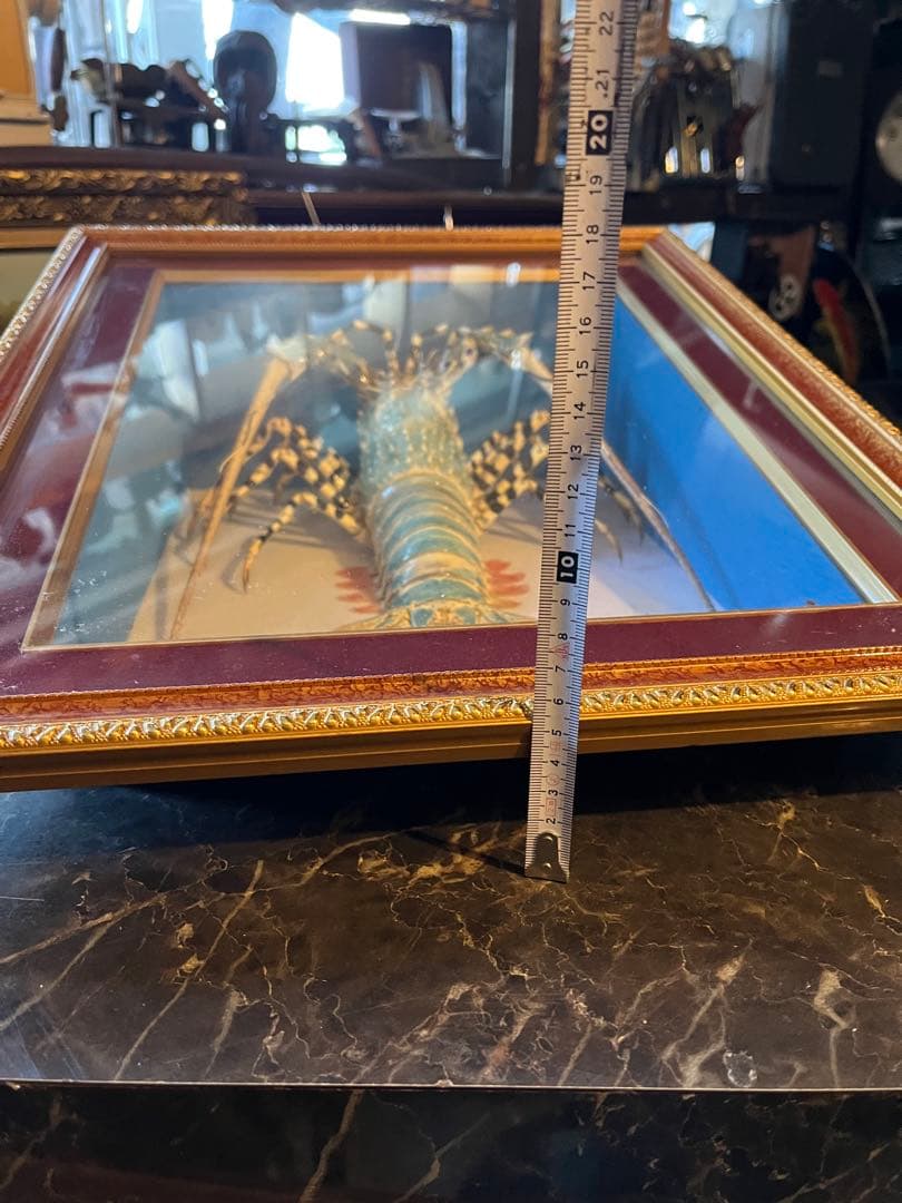 ニシキエビの剥製 、錦エビ標本 、ニシキエビ額縁 、ニシキエビガラスケース額付