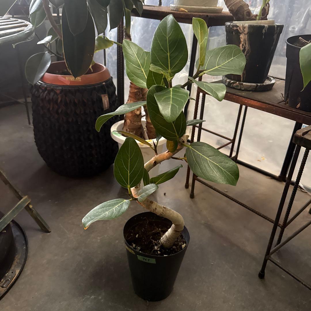 美形さん フィカス ベンガレンシス 5号 曲がり 幹太　　 観葉植物 764