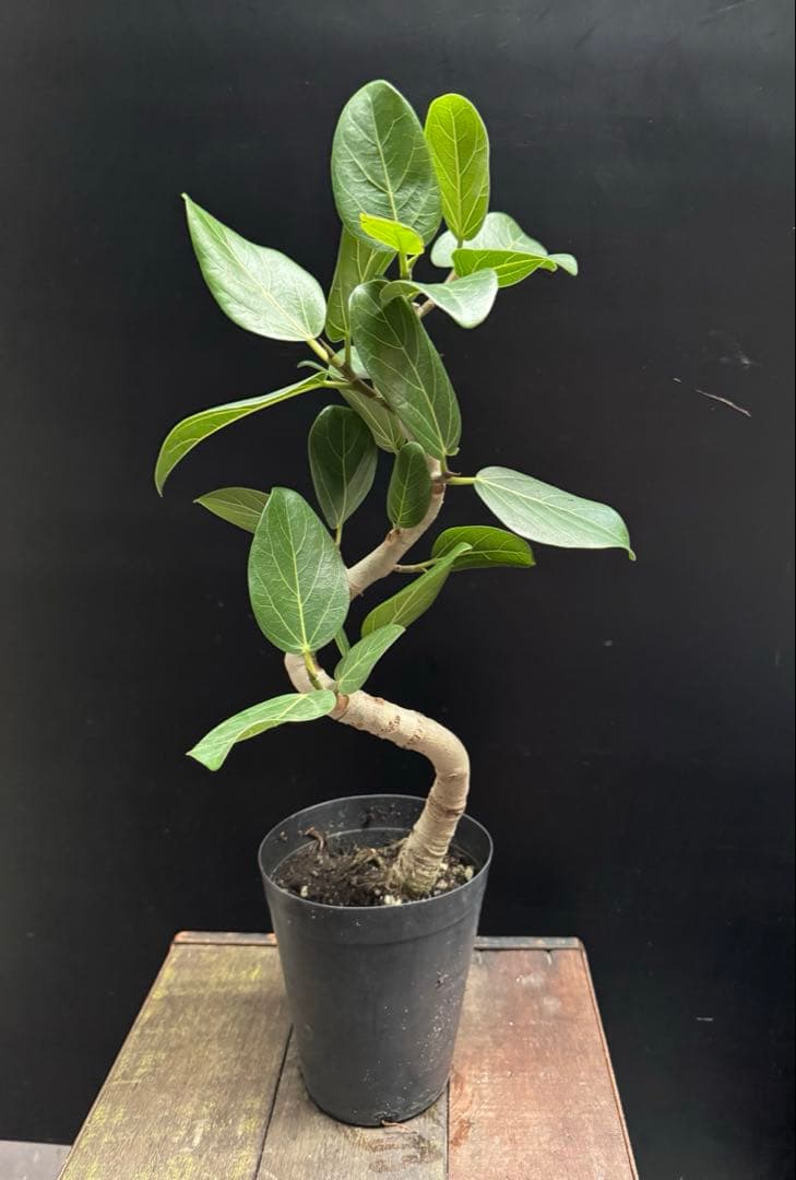 美形さん フィカス ベンガレンシス 5号 曲がり 幹太　　 観葉植物 764