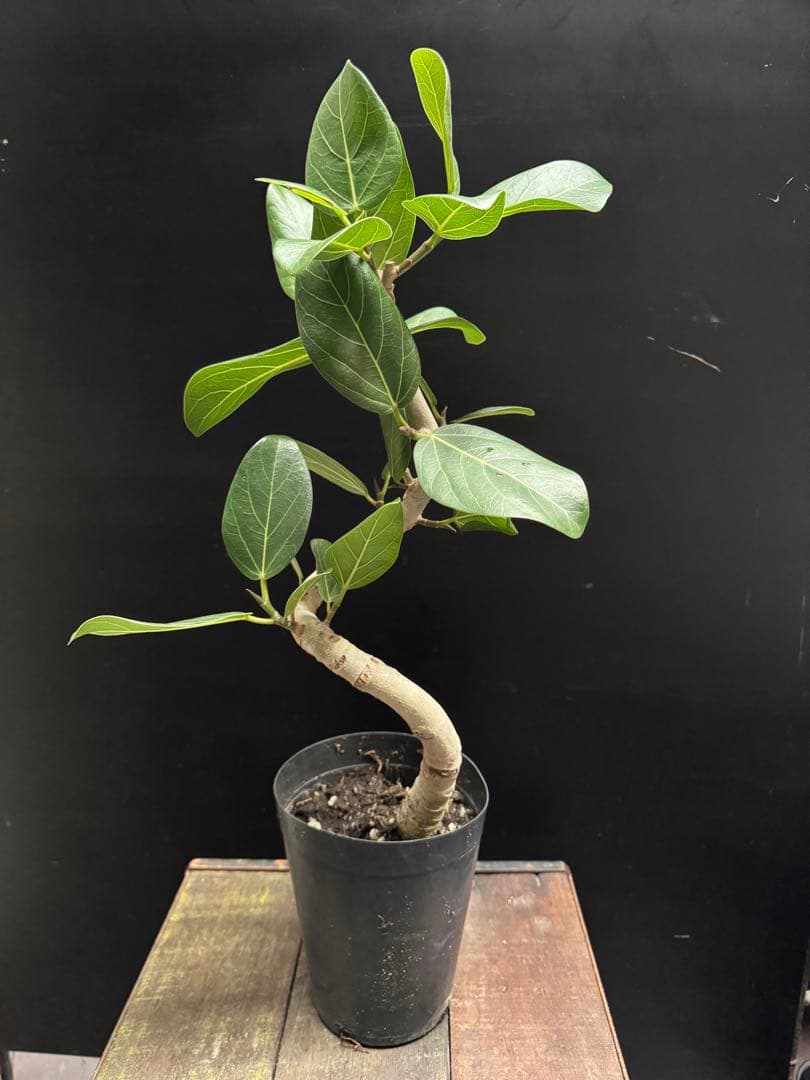 美形さん フィカス ベンガレンシス 5号 曲がり 幹太　　 観葉植物 764