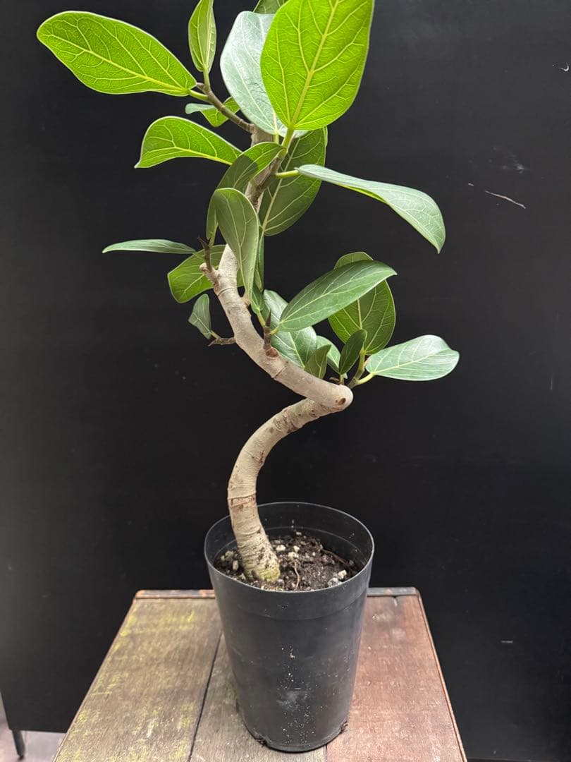 美形さん フィカス ベンガレンシス 5号 曲がり 幹太　　 観葉植物 764