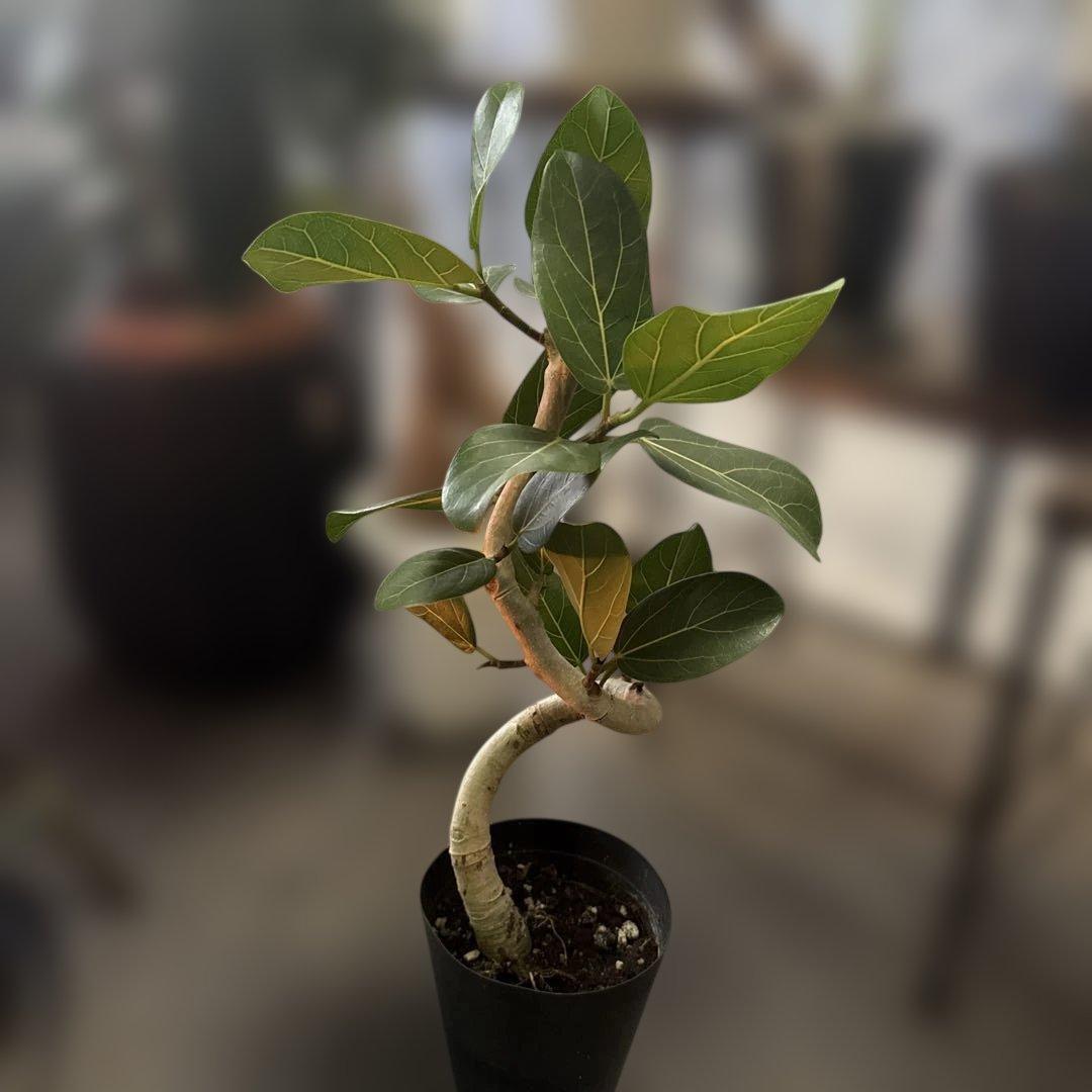 美形さん フィカス ベンガレンシス 5号 曲がり 幹太　　 観葉植物 764