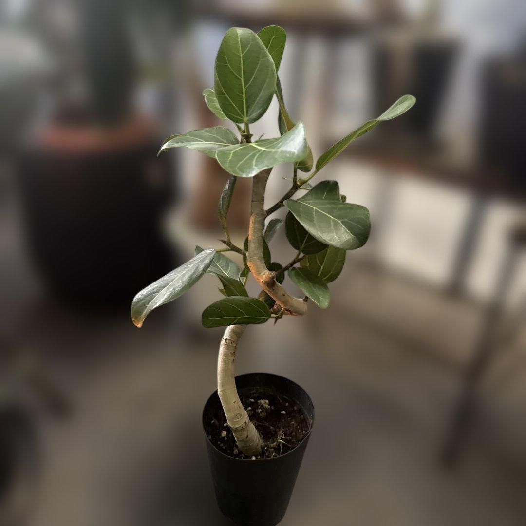 美形さん フィカス ベンガレンシス 5号 曲がり 幹太　　 観葉植物 764