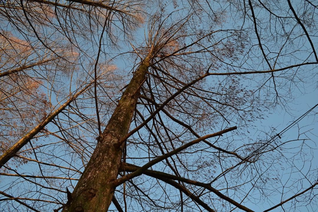 【緑のROKKOR】 MC ROKKOR-SI 28/2.5 分解清掃済 完動品