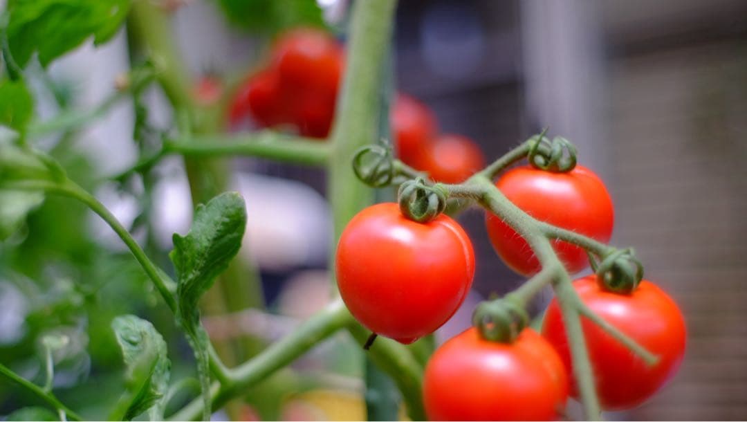 10/5まで　シャッター回数459枚　富士フイルム　X-T1 レンズ4個付き