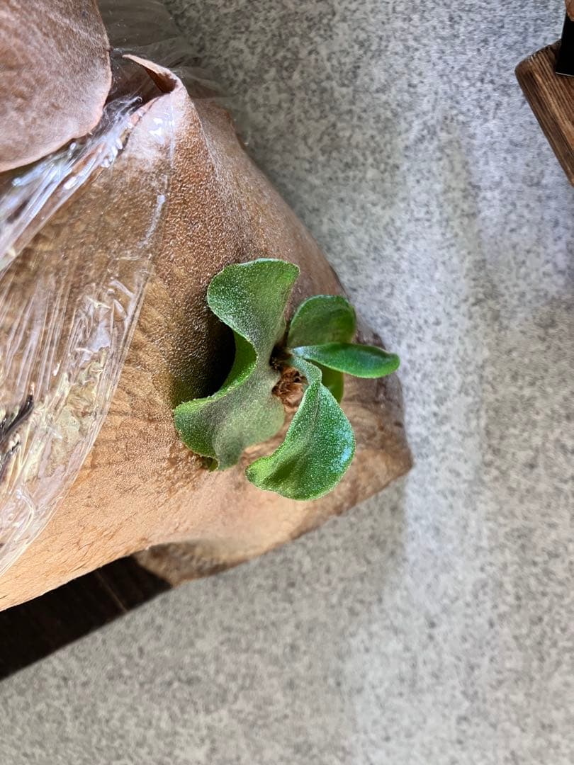 ビカクシダ Raijin 子株付き