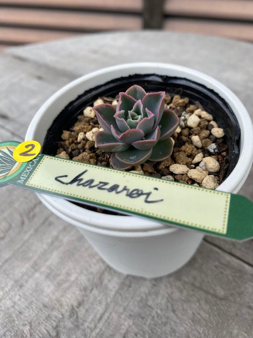 2 希少　原種　チャザロイ　Echeveria chazaroi