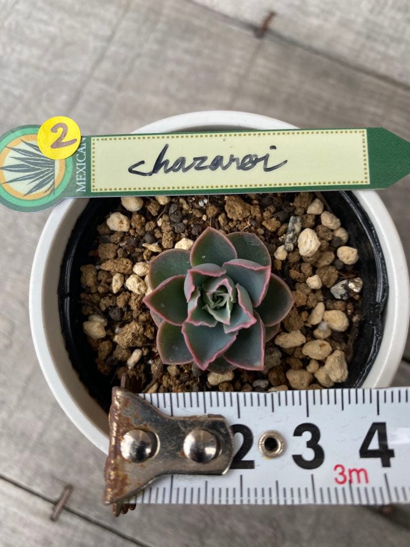 2 希少　原種　チャザロイ　Echeveria chazaroi
