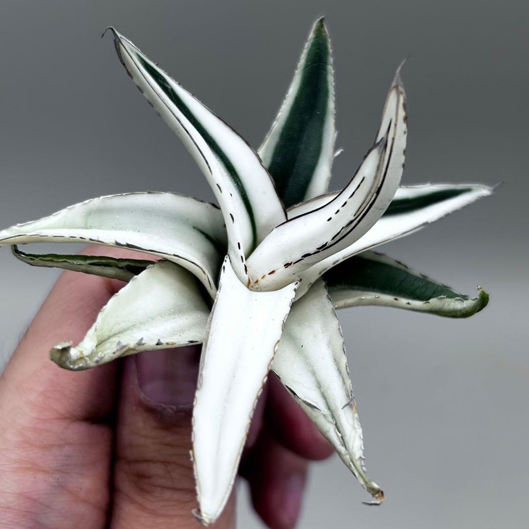 【龍門】アガベ 笹の雪 氷山 極上特殊斑 極希少株