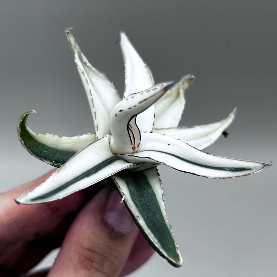 【龍門】アガベ 笹の雪 氷山 極上特殊斑 極希少株