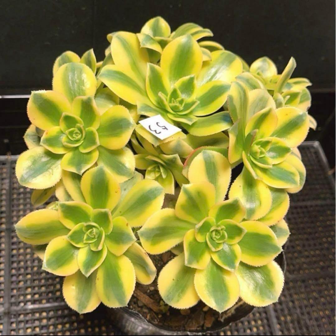 53#多肉植物ア工オニウム錦❤️スタ一バ一スト❤️12大頭 22cm拔き苗