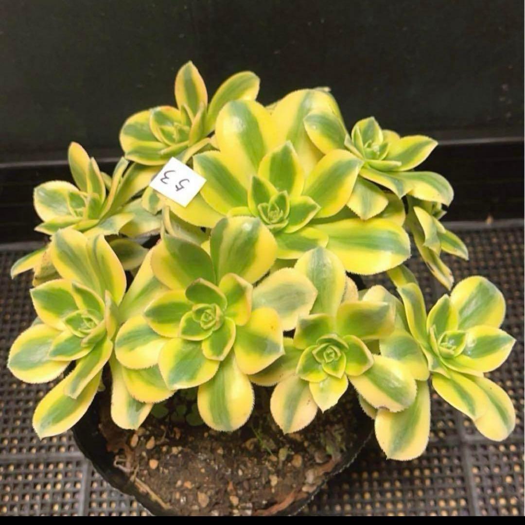 53#多肉植物ア工オニウム錦❤️スタ一バ一スト❤️12大頭 22cm拔き苗