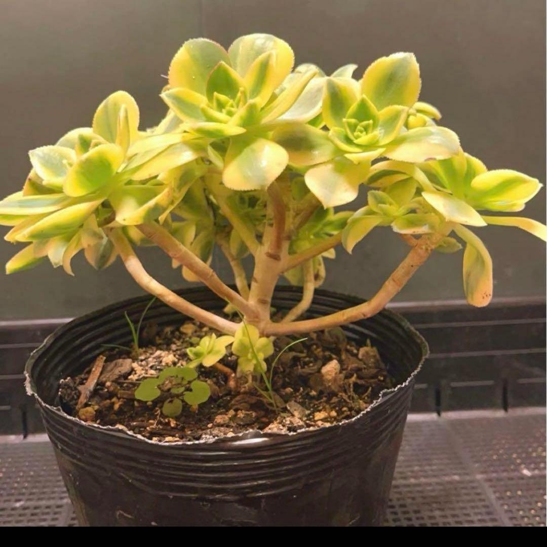 53#多肉植物ア工オニウム錦❤️スタ一バ一スト❤️12大頭 22cm拔き苗