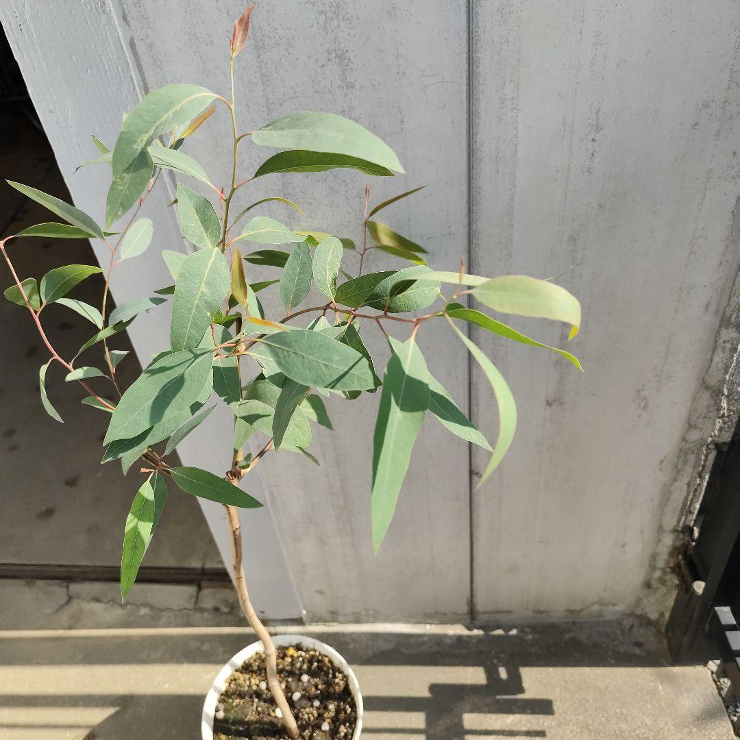 現品、ユーカリの苗※リバーレッドガム　　　　樹木化してます