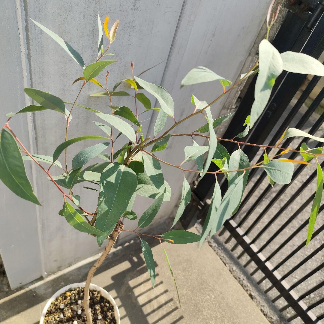 現品、ユーカリの苗※リバーレッドガム　　　　樹木化してます