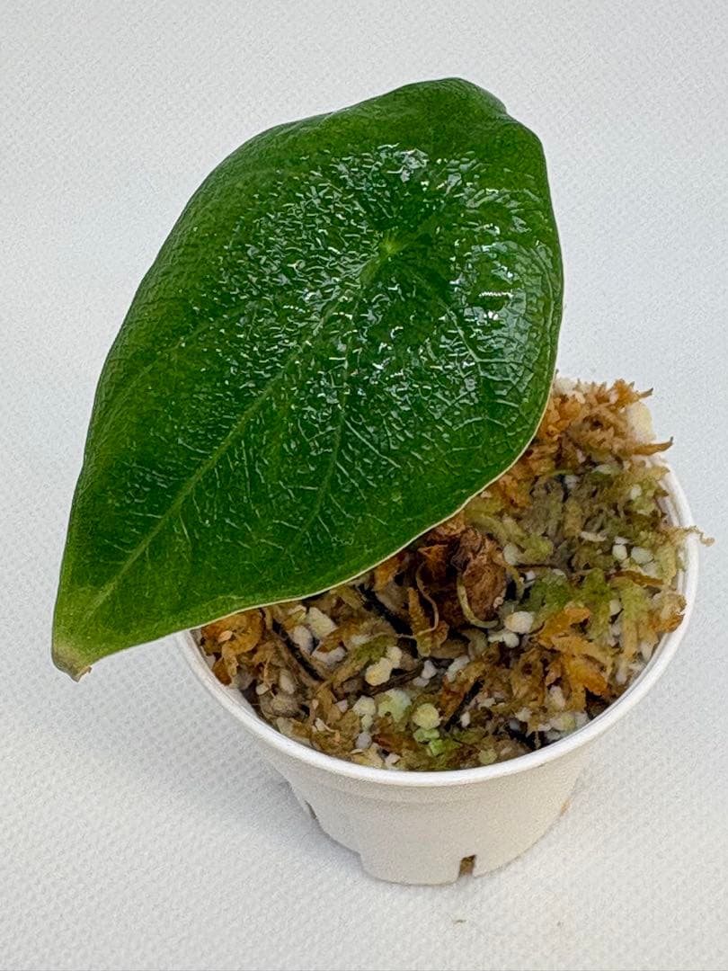 アロカシア Bambino, Melo, Polly 3株セット 観葉植物