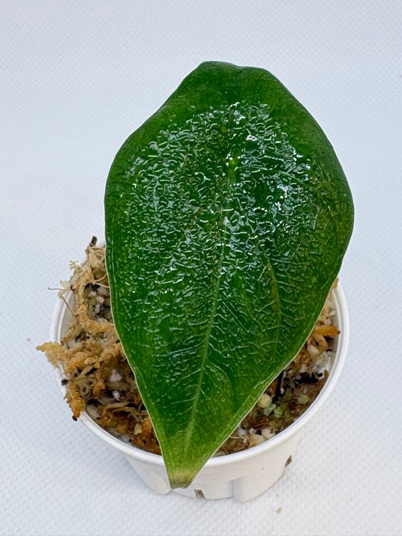 アロカシア Bambino, Melo, Polly 3株セット 観葉植物