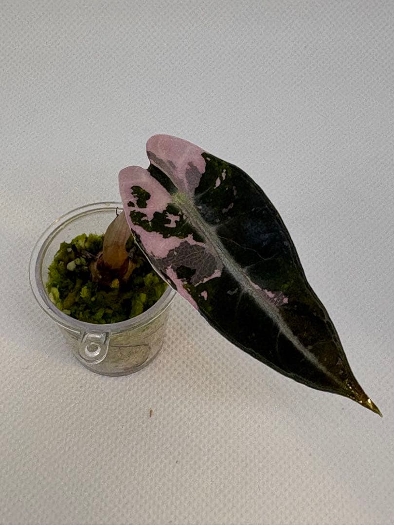 アロカシア Bambino, Melo, Polly 3株セット 観葉植物