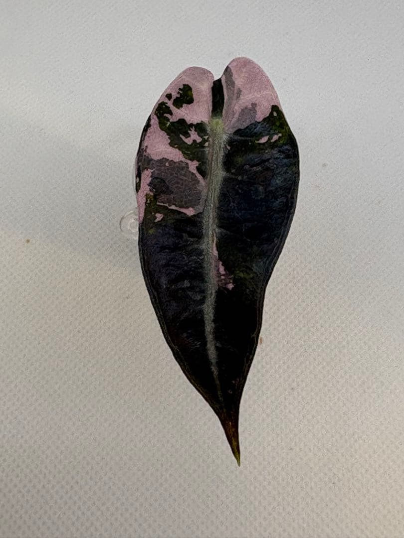 アロカシア Bambino, Melo, Polly 3株セット 観葉植物