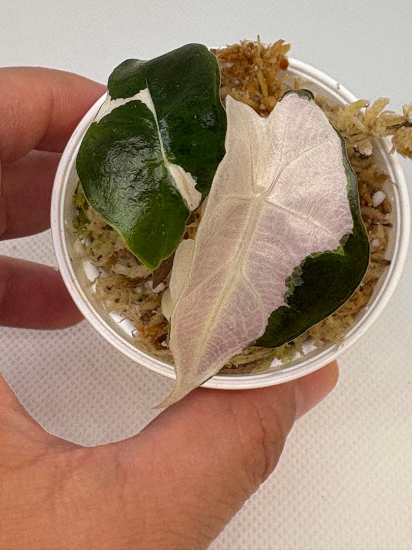 アロカシア Bambino, Melo, Polly 3株セット 観葉植物