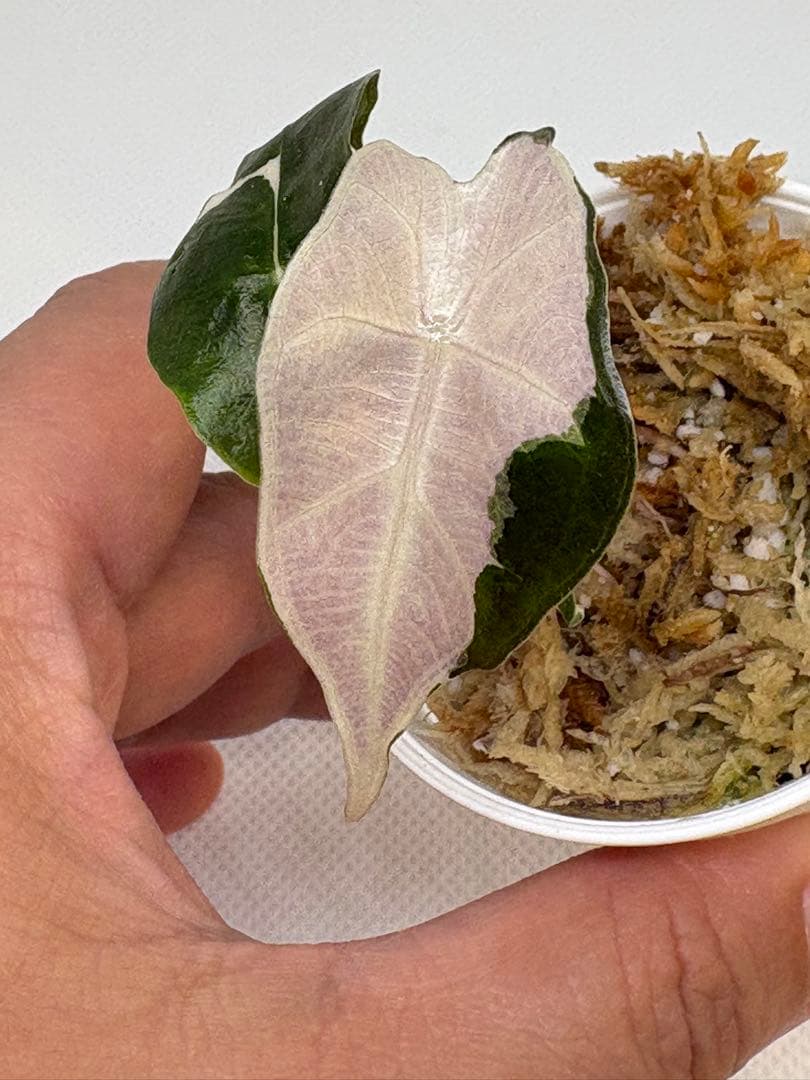 アロカシア Bambino, Melo, Polly 3株セット 観葉植物