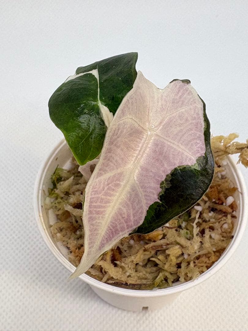 アロカシア Bambino, Melo, Polly 3株セット 観葉植物