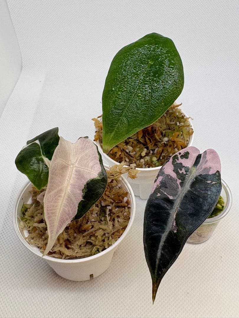 アロカシア Bambino, Melo, Polly 3株セット 観葉植物