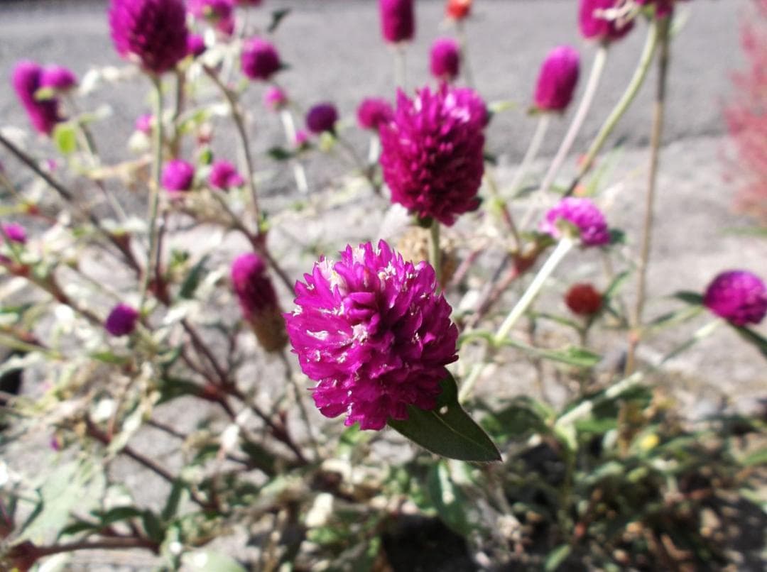 FUJIFILM FINEPIX JX660 試写あり バッテリー付き 中古品